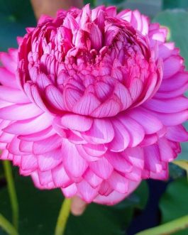 Ultimate Thousand Petal Sahasradhalam Tuber/ Nelumbo Nucifera (UTP)