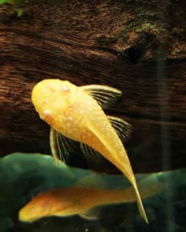 Albino Bristlenose pleco vail tail  (4 pcs)
