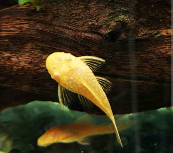Albino Bristlenose pleco vail tail (4 pcs) - Image 2