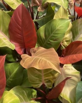 Philodendron McColley’s Finale (small sized plant)