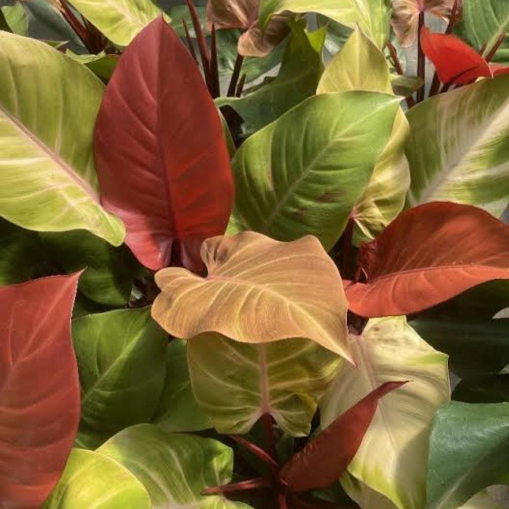 Philodendron McColley's Finale (small sized plant)