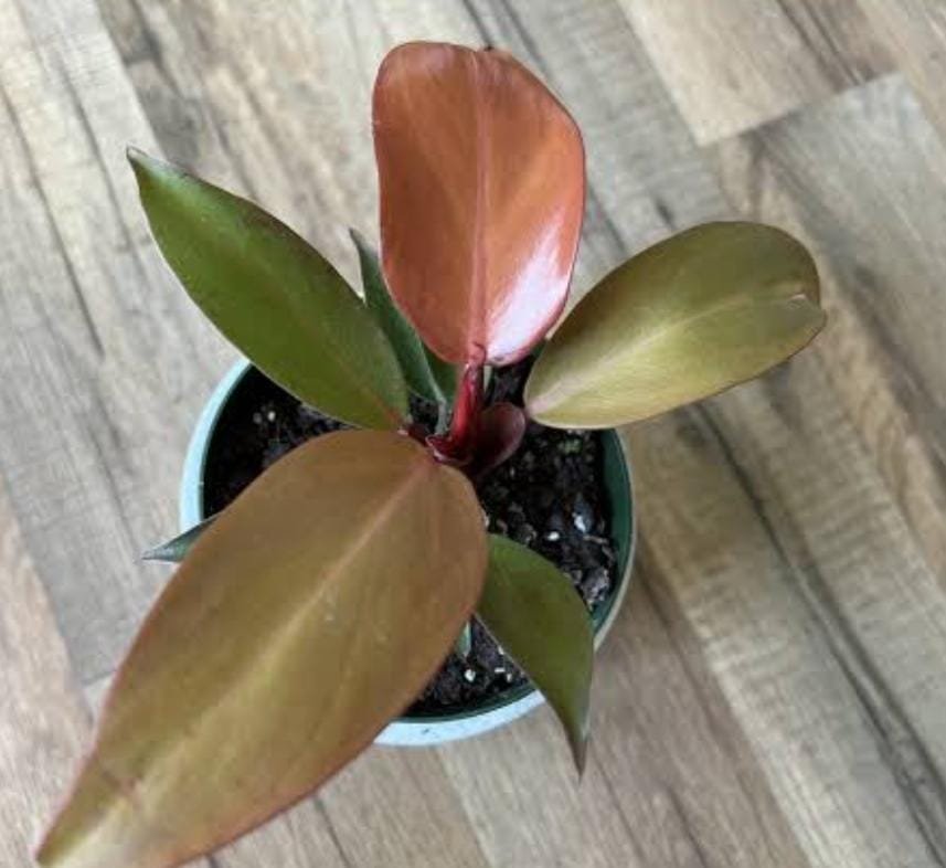 Philodendron McColley's Finale (small sized plant) - Image 2