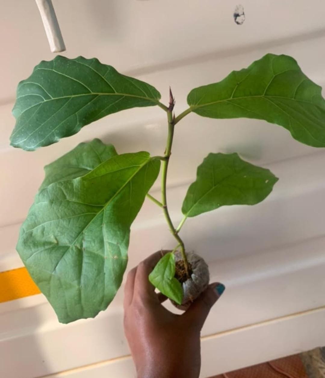 Fiddle leaf fig (small plant) - Image 2
