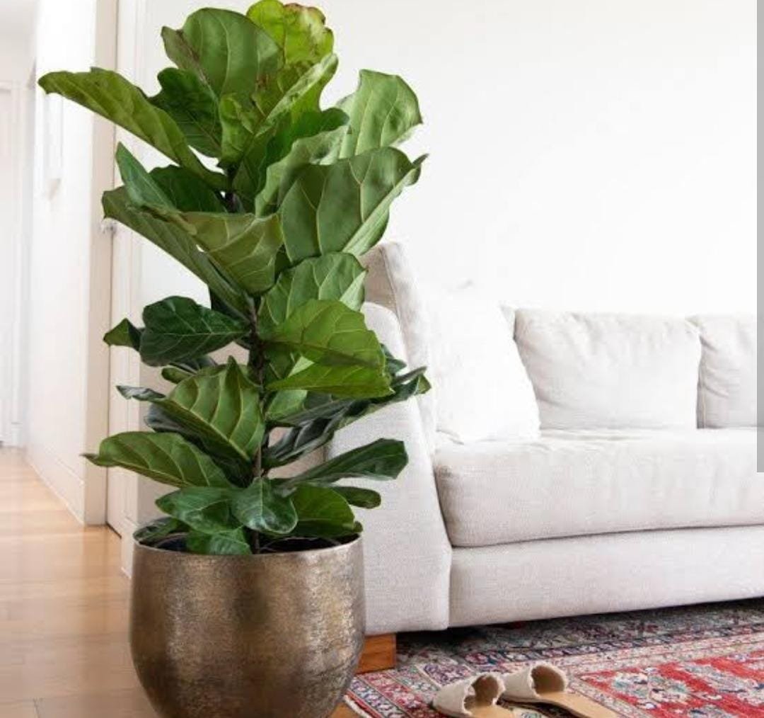 Fiddle leaf fig (small plant) - Image 3