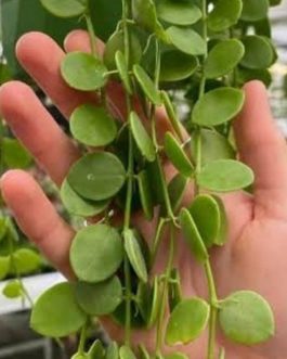 String of nickles (single plant)