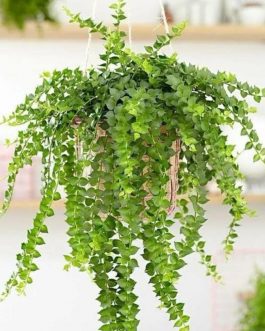 String of millions (single plant)