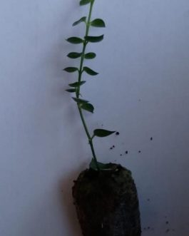 String of millions (single plant)