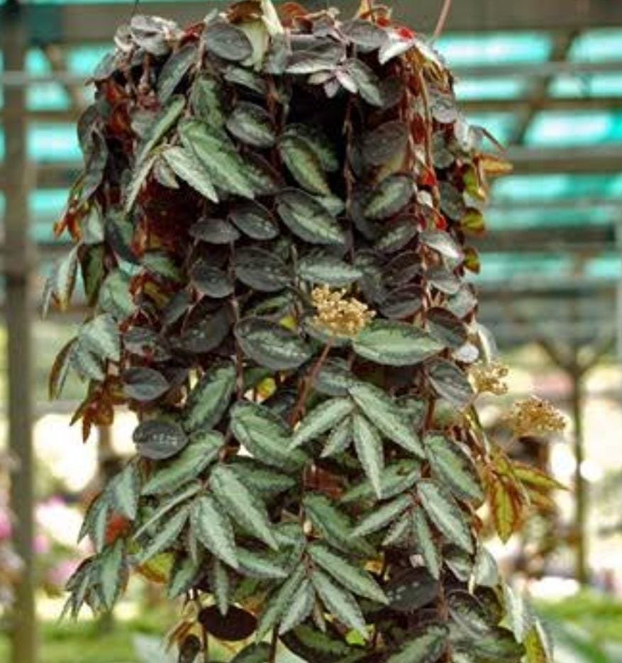 Watermelon begonia (single plant) - Image 2