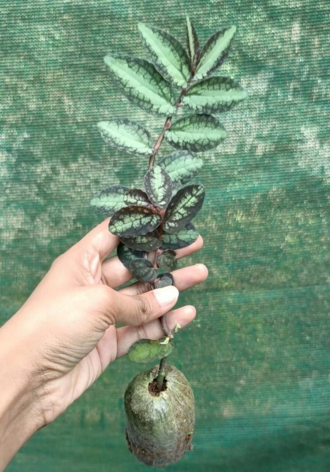 Watermelon begonia (single plant) - Image 3