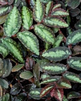 Watermelon begonia (single plant)