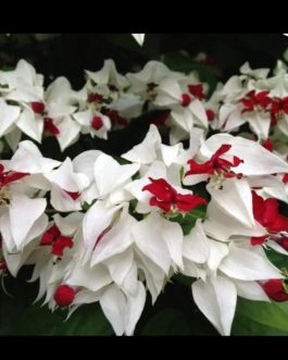 Bleeding heart vine (single plant)