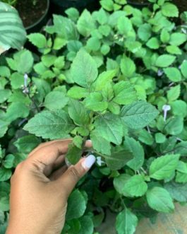 Mona lavender/ Plectranthus blue (single plant)