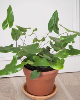 Heart Fern /Hemionitis arifolia (single plant)