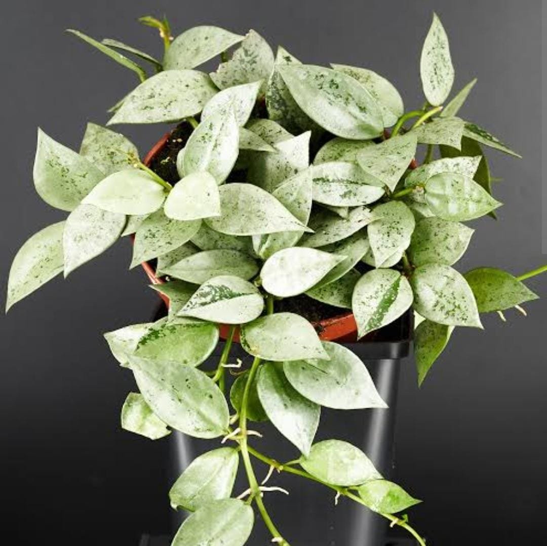 Hoya Krohniana Eskimo (small sized rooted jiffy plant) - Image 2