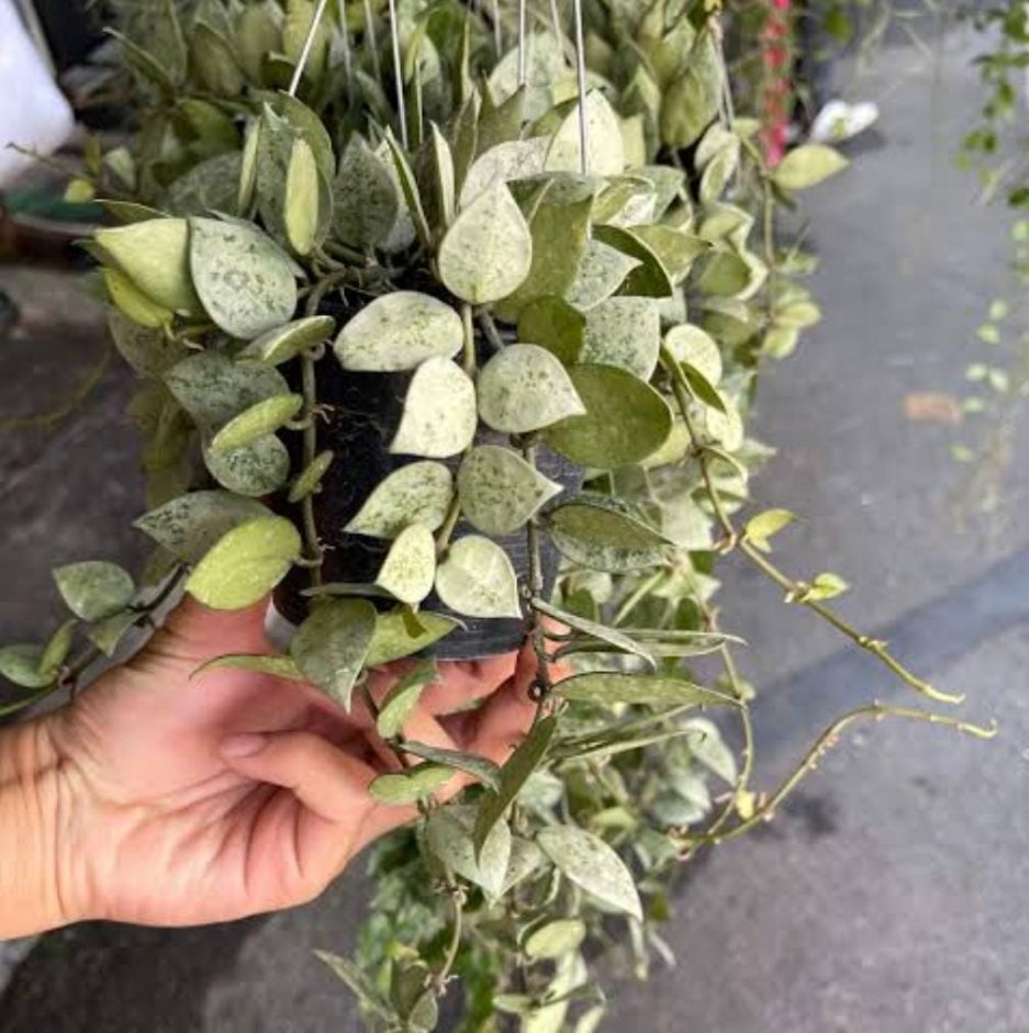 Hoya Krohniana Eskimo (small sized rooted jiffy plant) - Image 3