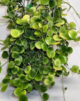 Hoya Biakensis (small sized rooted jiffy plant)