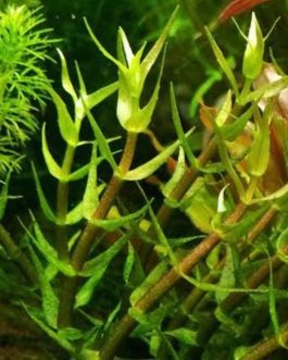 Gratiola viscidula (6 stems)