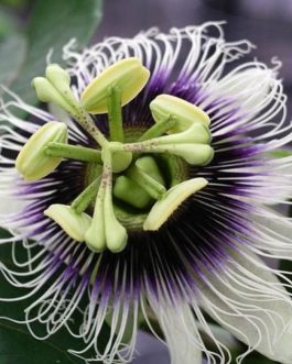 Brazilian purple passion fruit plant (single plant- 10 to 30 cms height)