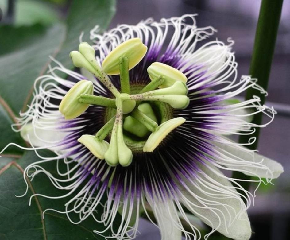 Brazilian purple passion fruit plant (single plant- 10 to 30 cms height)