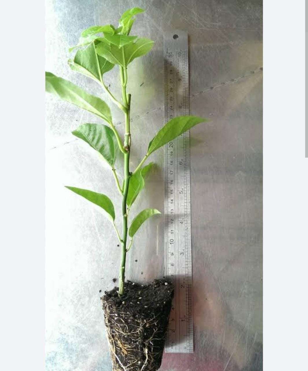 Brazilian purple passion fruit plant (single plant- 10 to 30 cms height) - Image 2