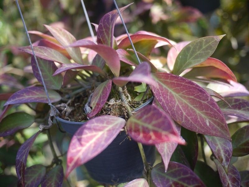 Hoya Obscura Sunrise (small jiffy rooted plant) - Image 8