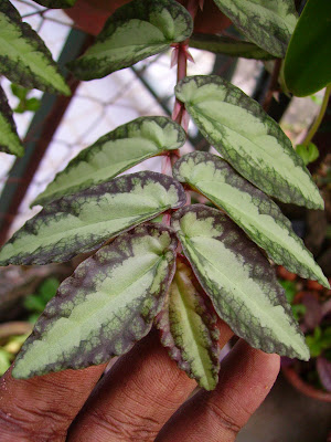 Watermelon begonia (single plant) - Image 4