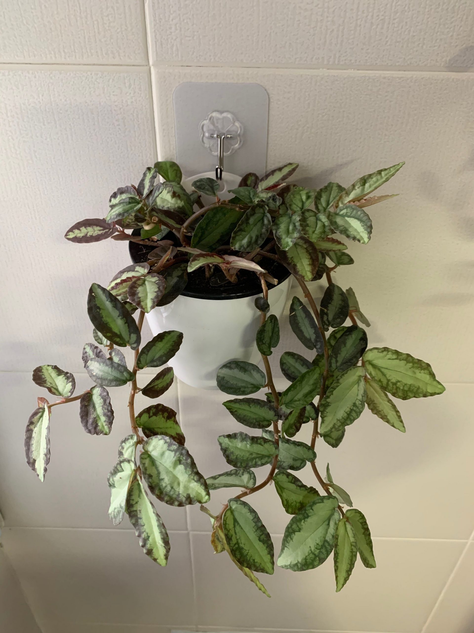 Watermelon begonia (single plant) - Image 5