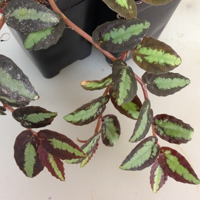 Watermelon begonia (single plant) - Image 6
