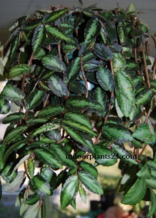 Watermelon begonia (single plant) - Image 7