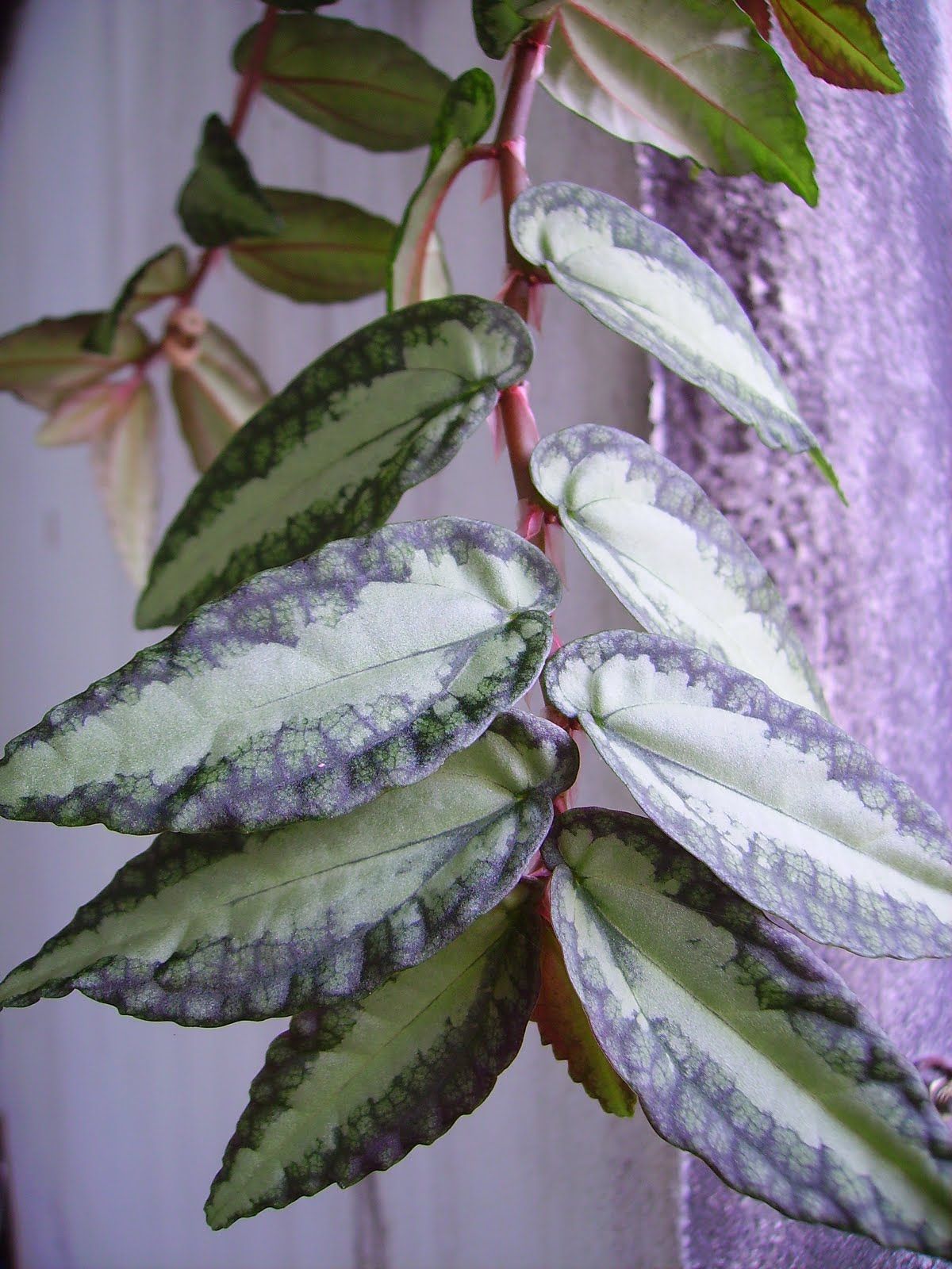 Watermelon begonia (single plant) - Image 8