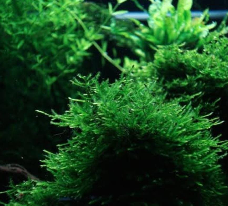 Spiky Moss /Taxiphyllum sp. 'Spiky' (pouch) - Image 2