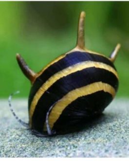 Horned nerite ( 5 nos)