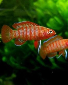 Scarlet Badis (10 piece combo)