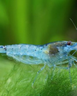 Blue Pearl Palmata ( 5 pcs)