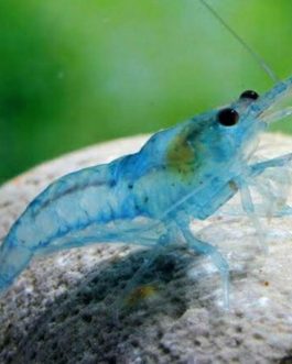 Blue Pearl Palmata ( 5 pcs)