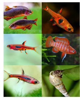Exotic combo 1 (trumpet snail, strawberry rasbora, pheonix rasbora, mosquito rasbora, galaxy rasbora, scarlet badis)