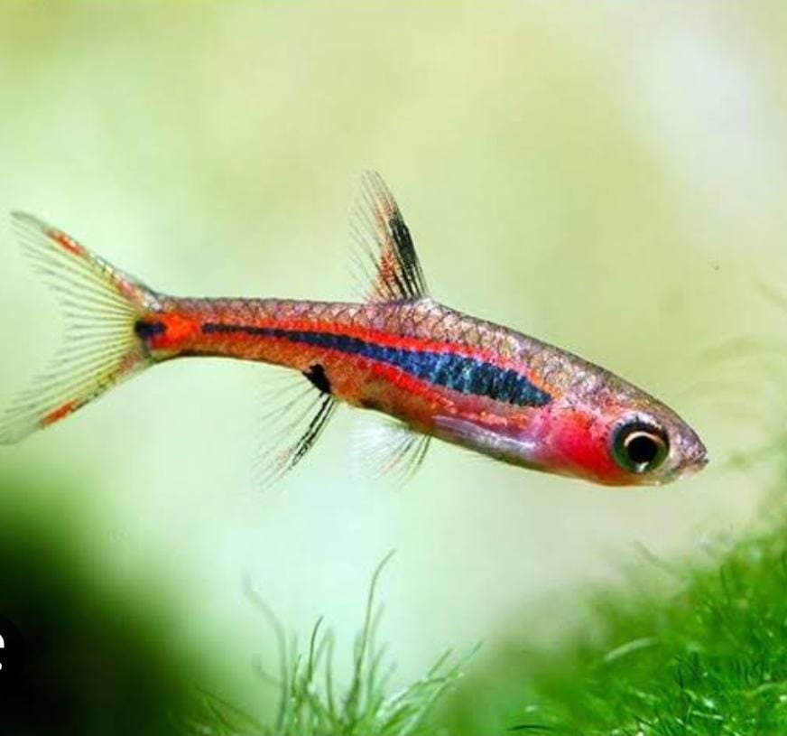 Exotic combo 1 (trumpet snail, strawberry rasbora, pheonix rasbora, mosquito rasbora, galaxy rasbora, scarlet badis) - Image 3