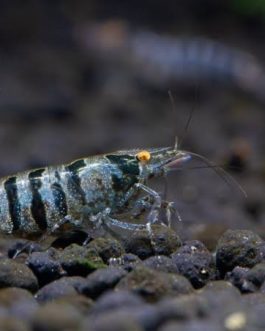 Zebra shrimp /Caridina babaulti premium ( 5 pcs)