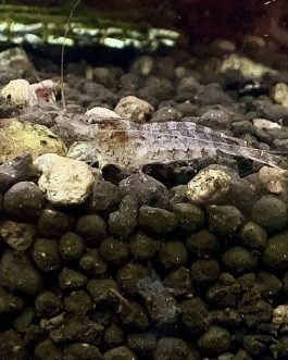 Zebra shrimp /Caridina babaulti ( 5 pair)