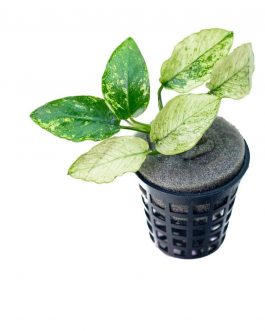 Anubias Pinto (single plant)