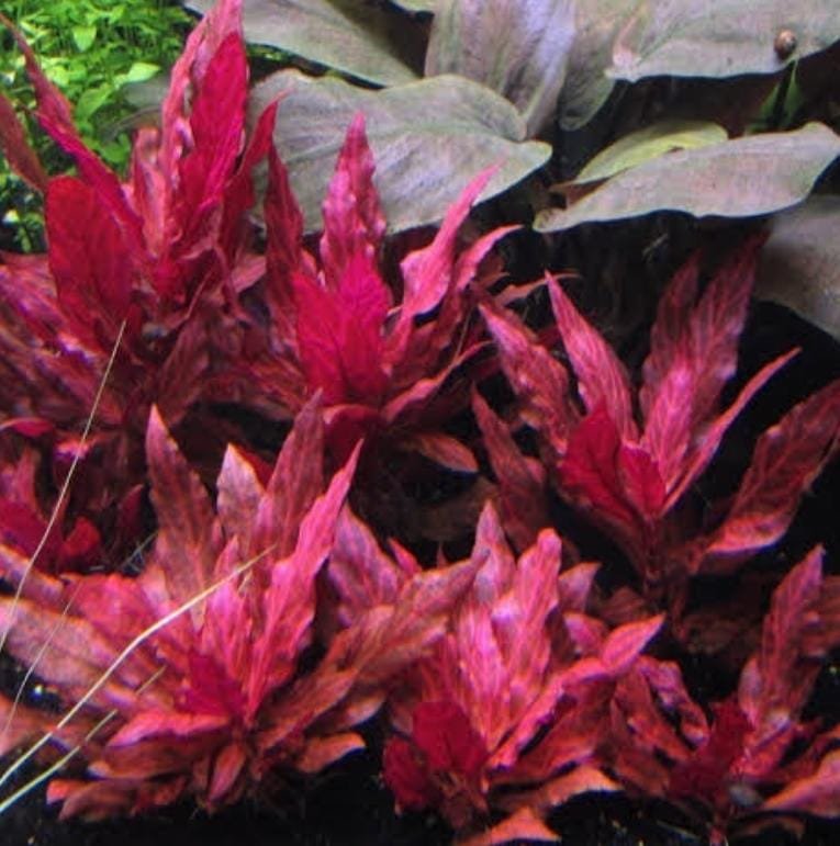 Alternanthera Reineckii Variegated (3 stems)