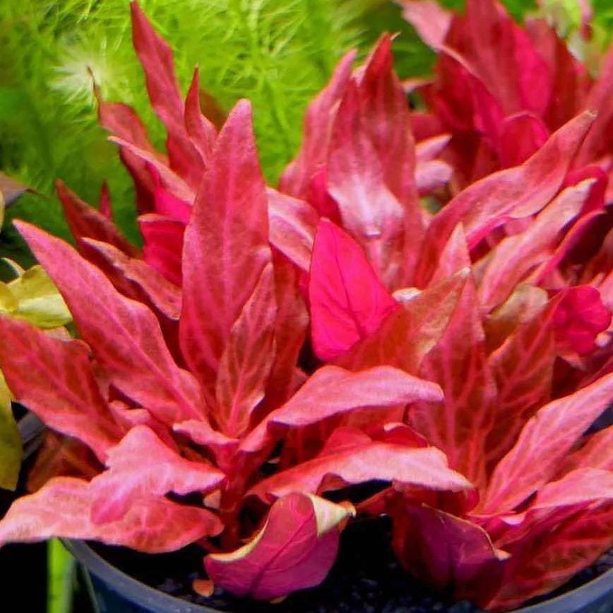 Alternanthera Reineckii Variegated (3 stems) - Image 2