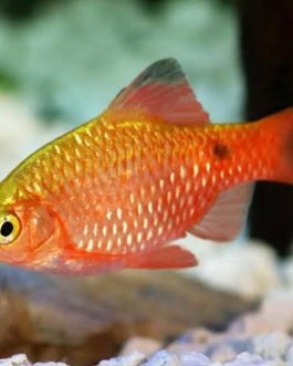 Rosy Barb ( 4 pcs)