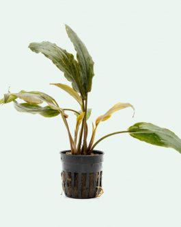 Laganandra keralensis (Large pot)