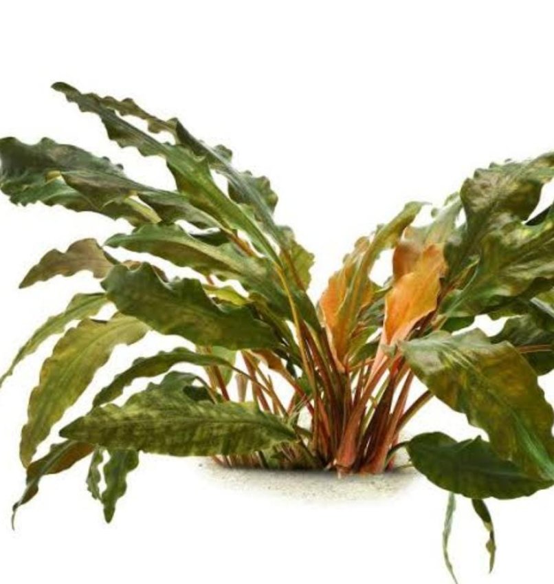 Laganandra keralensis (Large pot) - Image 3