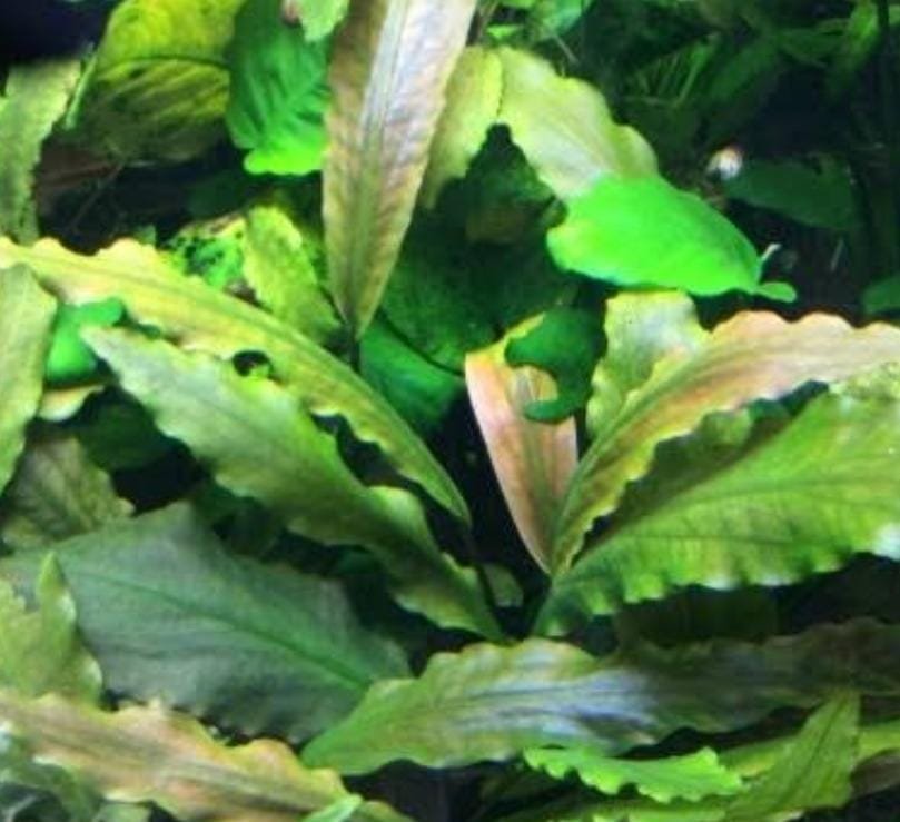 Laganandra keralensis (Large pot) - Image 2