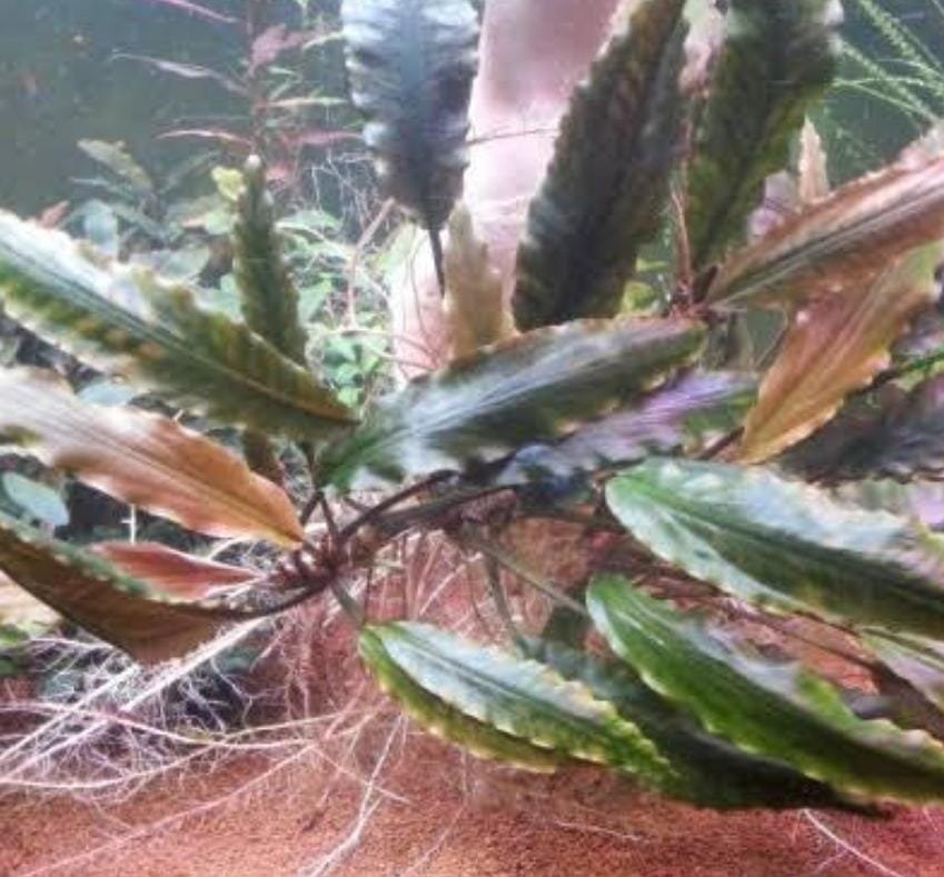 Laganandra keralensis (Large pot) - Image 4