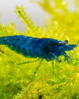 Blue Dream Neo Caridina (5 pcs)