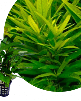 Hygrophila guianensis (large pot)