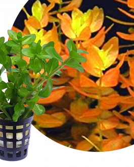 Bacopa caroliniana saffron red (pot)